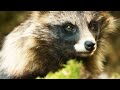 Sneaky Raccoon Dog Steals a Bird Egg