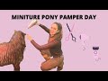 PAMPER DAY FOR MY SASSY MINIATURE PONY