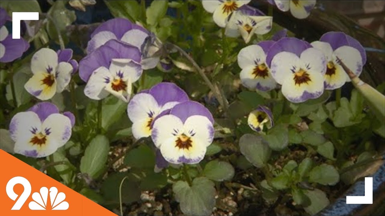 When is the best time to plant coolseason flowers, vegetables? YouTube
