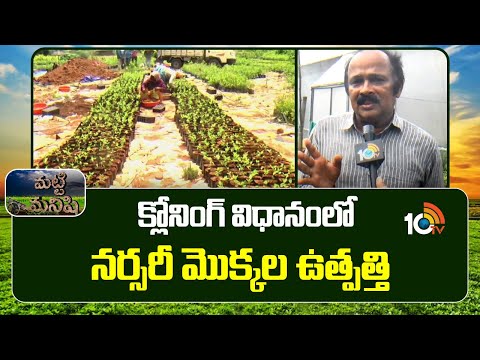క్లోనింగ్ విధానంలో నర్సరీ మొక్కల ఉత్పత్తి | Cloning Method in Nursery Plant | Matti Manishi | 10TV - 10TVNEWSTELUGU