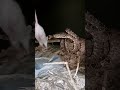 Amazon tree boa Feeding Live, Warning ⚠️ @kpreptiles