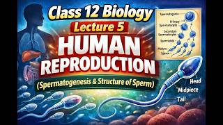 Class 12 Biology Lecture 5 Human Reproduction Spermatogenesis & Structure of Sperm #biology #class12