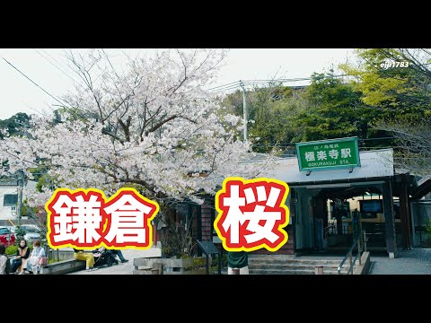 2023年 鎌倉 桜 極楽寺、段葛、鶴岡八幡宮