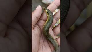 Snake fish! Cute snake fish video! #fishshorts #viral #youtubeshorts #fishshot #PANVLOG