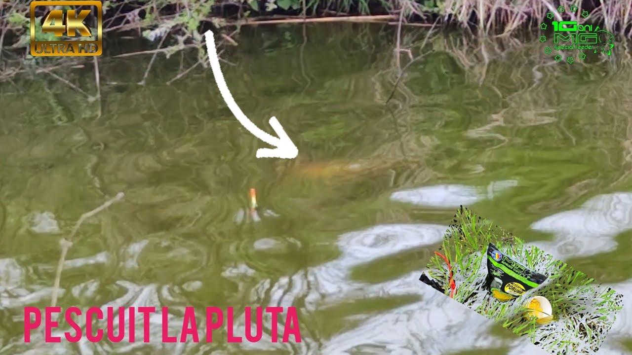 Pescuit La Pluta cu Boabe de Porumb la Conserva după Crap YouTube