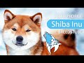 ► Shiba Inu Breed Profile [2022] Temperament &amp; Training