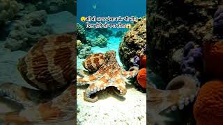 Facts #Octopus #AjabGajabFact #Shorts #HindiFacts #KartoonMasti