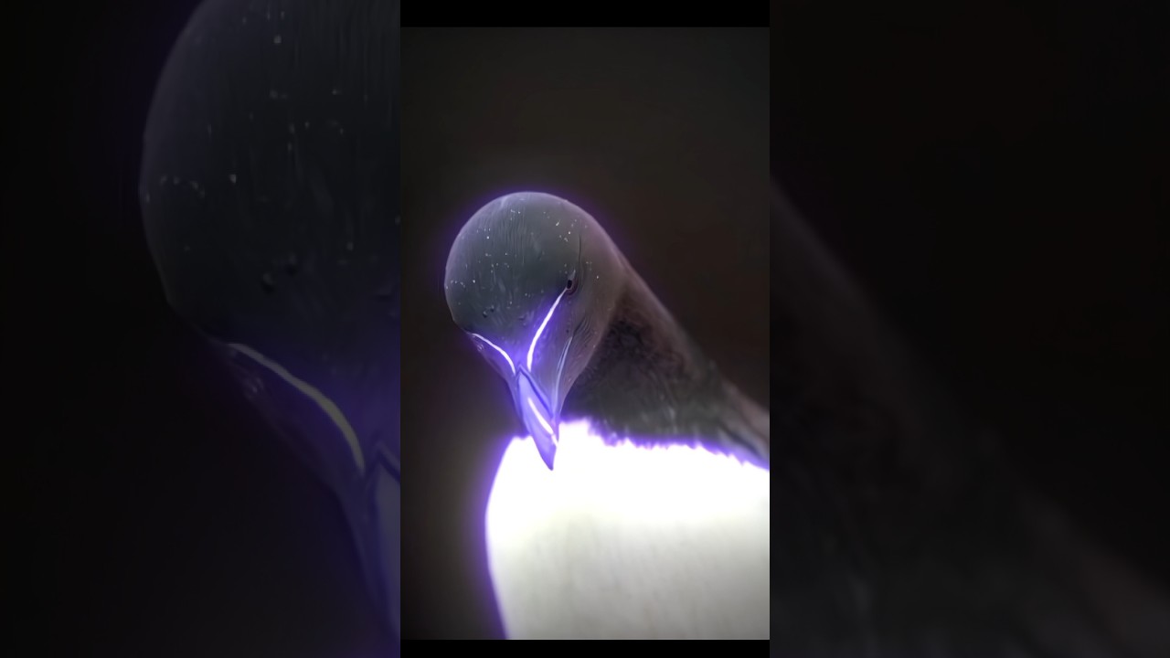 RAZORBILL #shorts #birds #aura