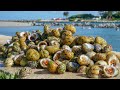 Sea Snail! Catch Clean Cook (Coastal Foraging Florida)