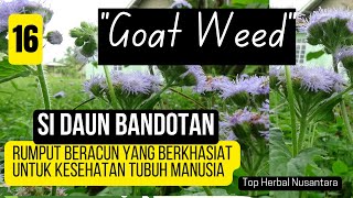 Goatweed si rumput bandotan yang beracun namun memiliki sejuta khasiat untuk kesehatan,#daunbandotan