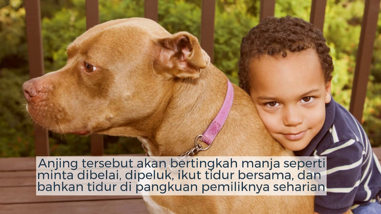 Питбуль и семья. Питбуль мальчик с хозяином. Питбуль с мальчиком 10 лет. Питбуль в высоком разрешении