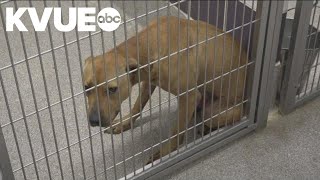 Williamson County Regional Animal Shelter over capacity, may have to euthanize | KVUE