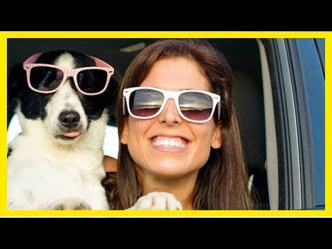 Vidéo: 8 conseils pour passer des vacances avec des animaux domestiques