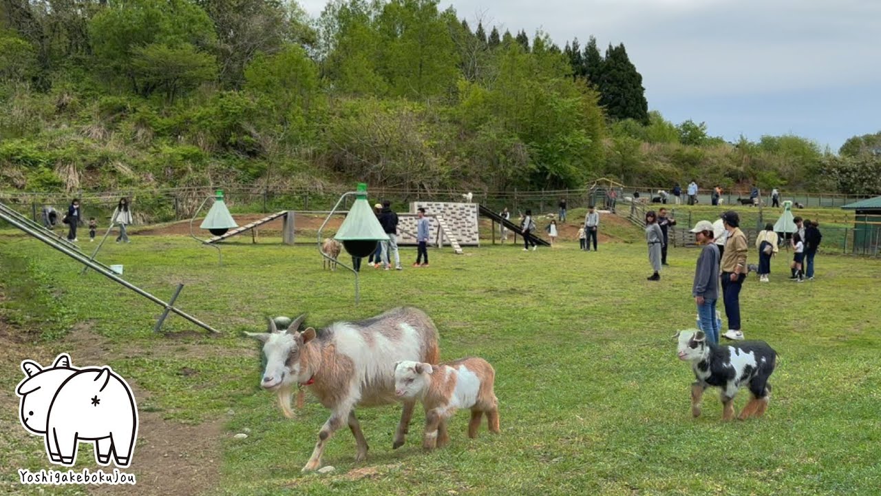 非公認観光地に120人以上！愛されヤギたちの癒し効果がすごい　2025年5月3日　手作りヤギ牧場 #動物 #animal