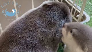 Baby Otter Wasabi & Namida Attack Their Auntie Odashi!  #Shorts