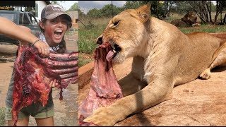 How To Feed A Lion