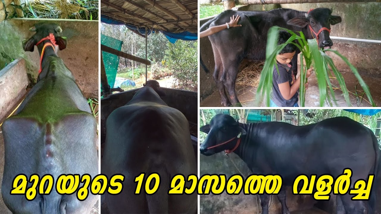 Murrah 10 months Growth Story 🐃 | 10 മാസത്തെ മുറയുടെ വളർച്ച 😱😱 | 🔥Best buffalo farmer in kerala