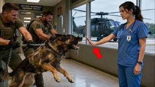 This K9 Dog Attacked Every Handler — Until a SEAL Nurse Said One Word and It Laid Down