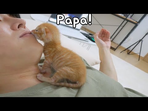 The kitten keeps <strong>kissing</strong> me because He likes me so much!