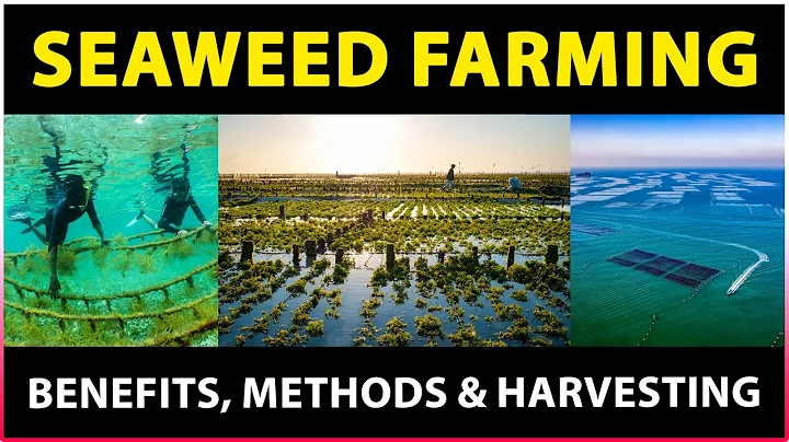Seaweed Farming: Benefits, Methods and Harvesting Techniques | Seaweed cultivation Methods - DayDayNews