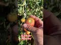 El tomate malacara, una variedad que nunca falla