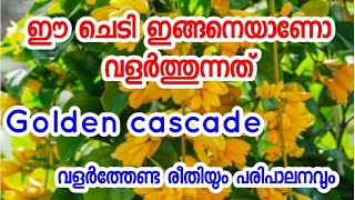 സ്വർണം പൂക്കുന്ന ചെടി ഇങ്ങനെയാണോ വളർത്തുന്നത് 😱// Golden Cascade plant