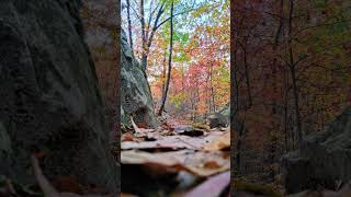 Calming fall colors for your feed 🍂
