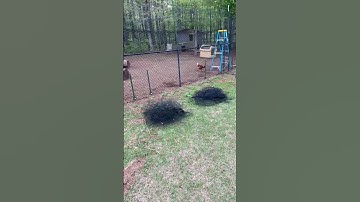 Hawk netting trimmed