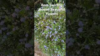 Bees Swirling around Beautiful Flowers