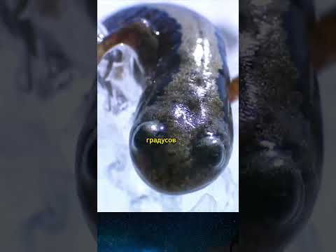 Животное способное жить после полной заморозки #животные #природа