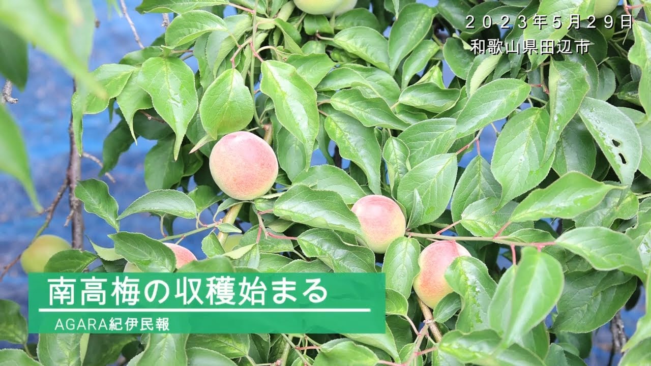 南高梅育て方 – 小粒南高梅の特徴と育て方 – MPESXS