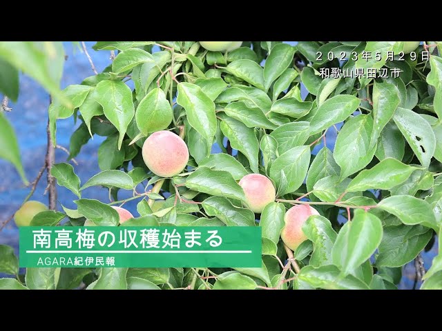 ミナルンさん専用ページ 収穫したての新鮮な梅南高梅 南高梅の収穫始まる - YouTube