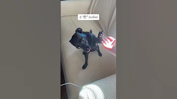 How To Master Bilingual Dog Training 