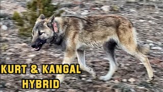 WOLF AND KANGAL HYBRID FIRST TIME IN THE WORLD