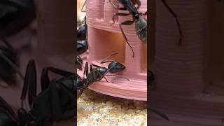 Ants Drinking From Ant Feeder😋
