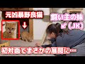 保護した子猫と妹を会わせてみたらまさかの反応でした…
