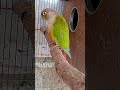 Cinnamon #greencheekedconure #gcc #parrot #birds