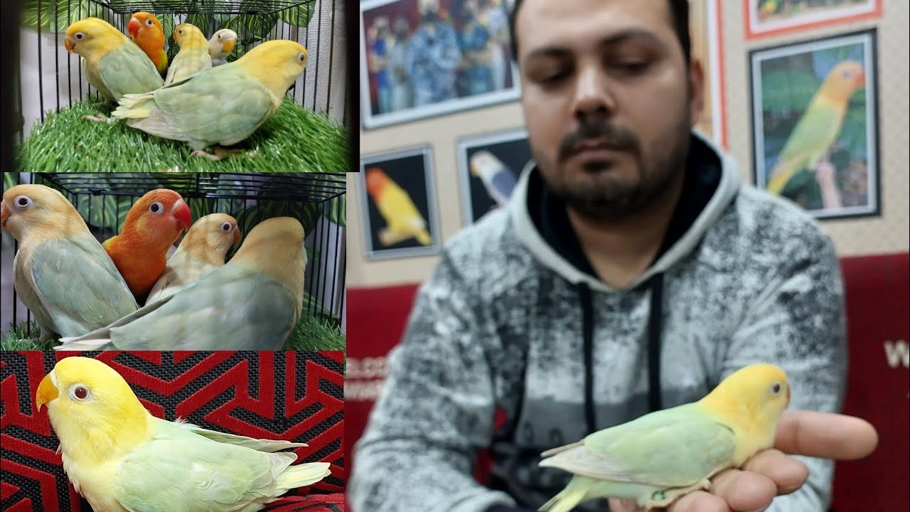 A Bunch of Opalines Pale Fallows ll Welcome Aviary Blood Line ll Welcome Aviary official