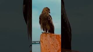 Guess the BIRDS from their Shadow | BIRDS name for kids | Quiz Game for Kids | Sounds The BIRDS screenshot 4