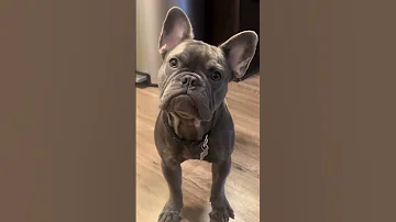 Enzodafrench34 Even As A Puppy I Loved Ice The Kind That Keeps Your Water Cold Dog Doglover 