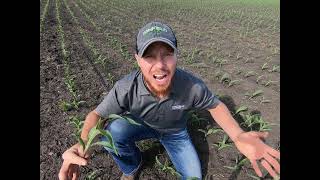 Unlock Better Corn Yields with N:K and N:S Tissue Analysis