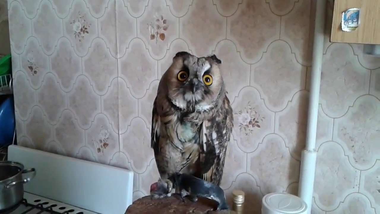 Ушастая сова ест крысиную голову / Longeared owl eating rat head YouTube