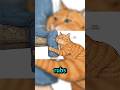 Did Your Cat Just Say "I Trust You"?