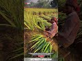 Cut Aloe Leaf Harvesting Technique for Medicinal Plant Processing and Agricultural #farmer