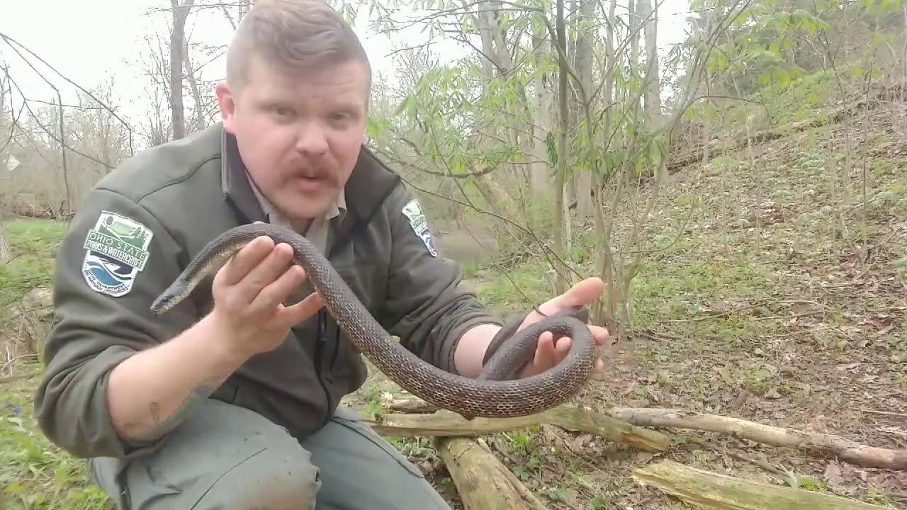 Black Rat Snakes - YouTube