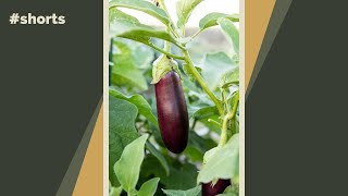 If you have a garden, do you grow eggplant?