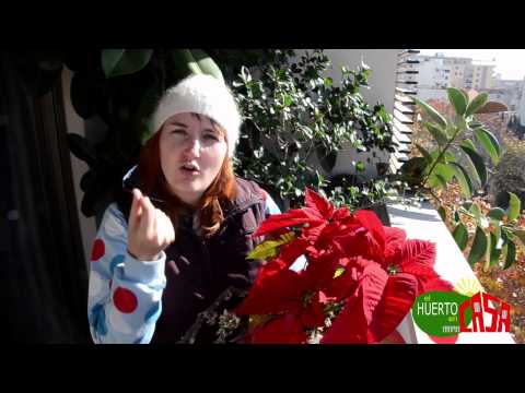 El huerto en casa 48 Poinsettia -planta de Navidad-