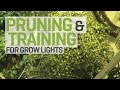 Pruning and Training Plants for Indoor Cultivation under HID Grow Lights