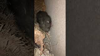 Look At This Critter!!  It Is A Mountain Beaver (It's Not A Rat).  See Description....