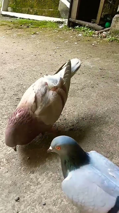 suara merpati jantan merayu merpati betina